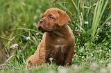 DOGUE DE BORDEAUX 254